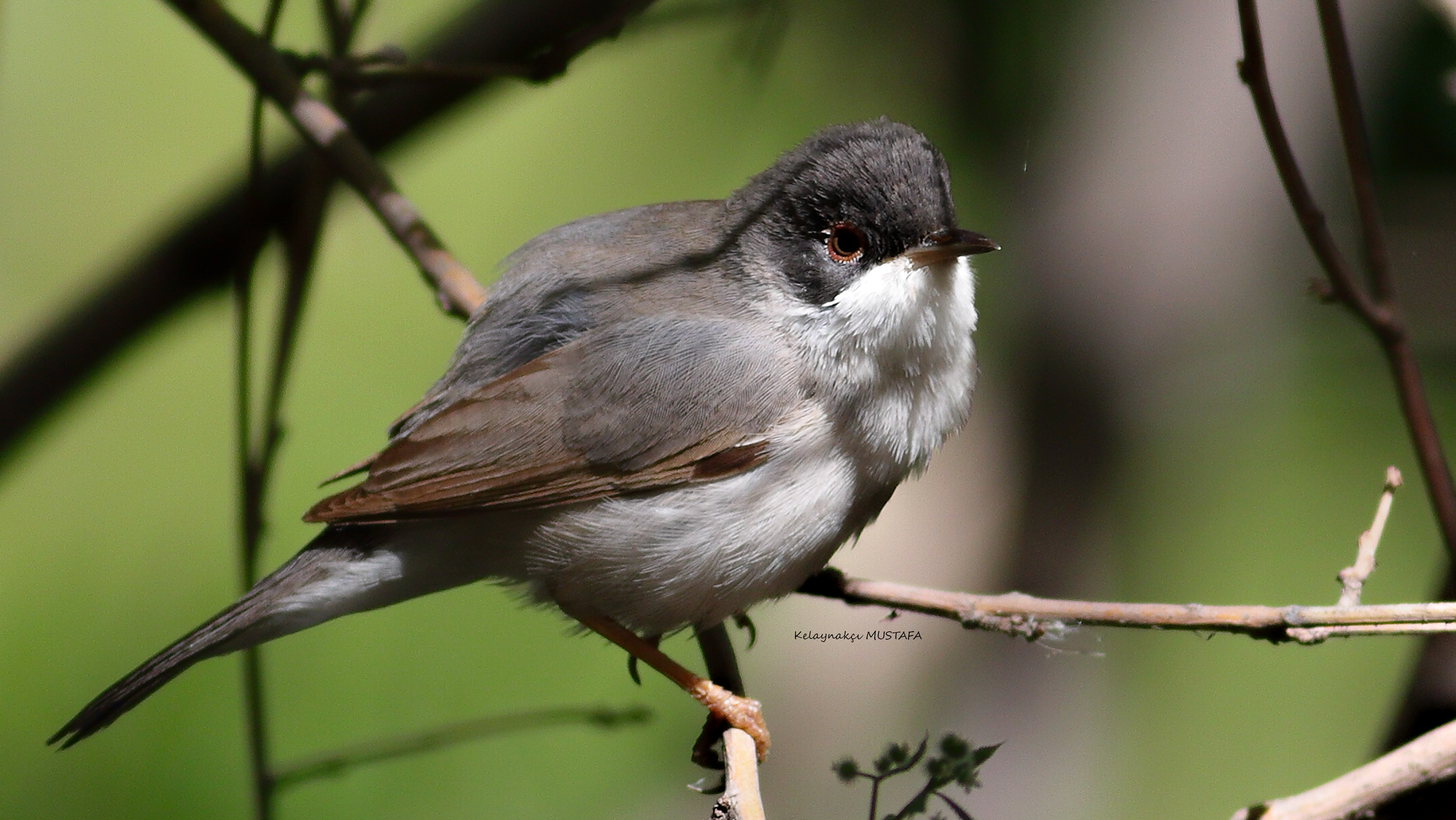 Menetries's Warbler — Ana fotoğraf